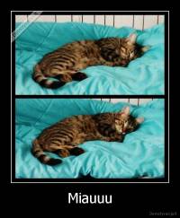 Miauuu - 