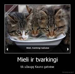 Mieli ir tvarkingi - tik užaugę Kauno gatvėse