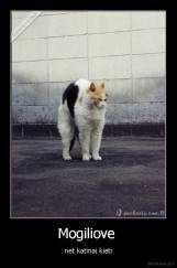 Mogiliove  - net katinai kieti