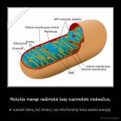 Mokykla manęs neišmokė kaip susimokėti mokesčius, - ar susirasti darbą, bet išmokė, kad mitochondrija teikia ląstelei energiją.