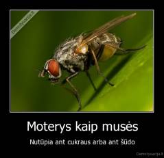 Moterys kaip musės - Nutūpia ant cukraus arba ant šūdo
