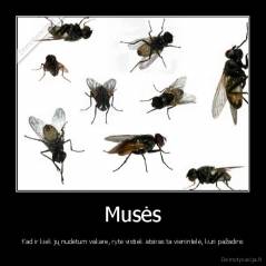 Musės - Kad ir kiek jų nudėtum vakare, ryte vistiek atsiras ta vienintelė, kuri pažadins