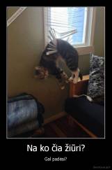 Na ko čia žiūri? - Gal padėsi?