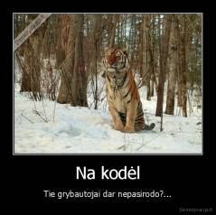 Na kodėl - Tie grybautojai dar nepasirodo?...