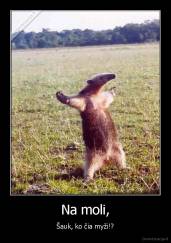 Na moli, - Šauk, ko čia myži!?