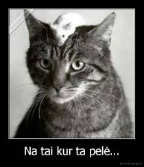 Na tai kur ta pelė... - 