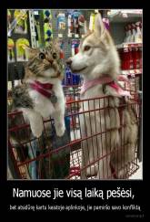 Namuose jie visą laiką pešėsi,  - bet atsidūrę kartu keistoje aplinkoje, jie pamiršo savo konfliktą