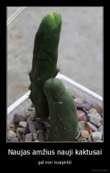 Naujas amžius nauji kaktusai - gal nori nusipirkti