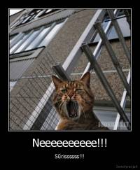 Neeeeeeeeee!!! - Sūrissssss!!!
