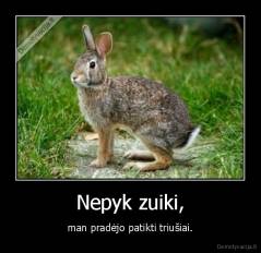 Nepyk zuiki, - man pradėjo patikti triušiai.