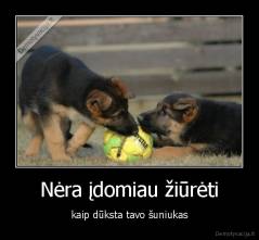 Nėra įdomiau žiūrėti - kaip dūksta tavo šuniukas