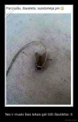 Nes ir musės šiais laikais gali būti išauklėtos -S - 