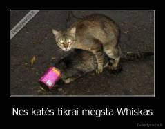 Nes katės tikrai mėgsta Whiskas - 