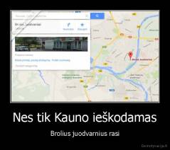 Nes tik Kauno ieškodamas - Brolius juodvarnius rasi