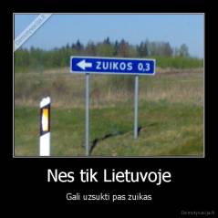 Nes tik Lietuvoje - Gali uzsukti pas zuikas
