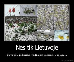 Nes tik Lietuvoje - žiemos su žydinčiais medžiais ir vasaros su sniegu...