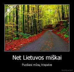 Net Lietuvos miškai - Puošiasi mūsų trispalve