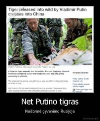 Net Putino tigras - Neištvėrė gyvenimo Rusijoje
