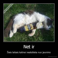 Net ir - Šiais laikais katinai neatsilieka nuo jaunimo