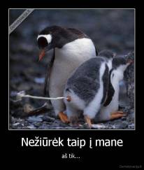 Nežiūrėk taip į mane - aš tik... 