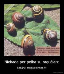 Niekada per polka su ragučiais: - nedaryk sraigės formos !!!