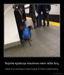 Niujorke egzistuoja draudimas metro vežtis šunį, - nebent jis yra rankinėje ar kitame krepšyje. Ši moteris sulaužė sistemą.