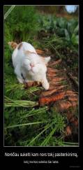 Norėčiau sukelti kam nors tokį pasitenkinimą, - kokį morkos suteikia šiai katei.