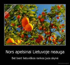 Nors apelsinai Lietuvoje neauga - Bet bent lietuviškos rankos juos skynė