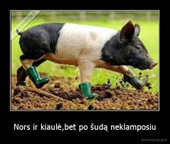 Nors ir kiaulė,bet po šudą neklamposiu - 