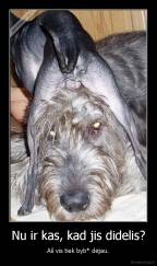 Nu ir kas, kad jis didelis? - Aš vis tiek byb* dėjau.