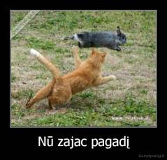 Nū zajac pagadį - 