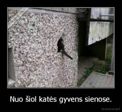 Nuo šiol katės gyvens sienose. - 