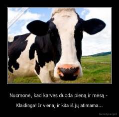 Nuomonė, kad karvės duoda pieną ir mėsą -  - Klaidinga! Ir viena, ir kita iš jų atimama...