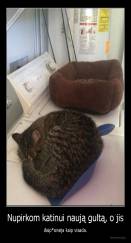 Nupirkom katinui naują gultą, o jis - išsip*sinėja kaip visada.