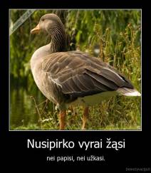 Nusipirko vyrai žąsi - nei papisi, nei užkasi.