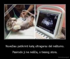 Nuvežiau patikrinti katę ultragarsu dėl nėštumo. - Pasirodo ji ne nėščia, o tiesiog stora.