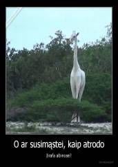 O ar susimąstei, kaip atrodo - žirafa albinosė?