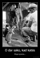 O dar sako, kad katės - Blogai gyvena...