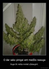 O dar sako pinigai ant medžio neauga - Auga tik reikia mokėt užsiaugint 