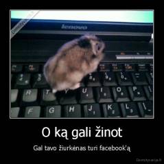 O ką gali žinot - Gal tavo žiurkėnas turi facebook'ą