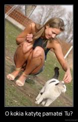 O kokia katytę pamatei Tu? - 