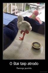 O štai taip atrodo - Flamingo jauniklis