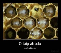 O taip atrodo  - mažos bitutės 