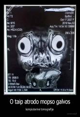 O taip atrodo mopso galvos - kompiuterinė tomografija 