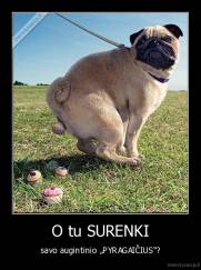 O tu SURENKI - savo augintinio „PYRAGAIČIUS“?