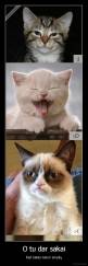 O tu dar sakai - Kad katės neturi smailų