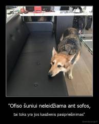 "Ofiso šuniui neleidžiama ant sofos, - tai toks yra jos kasdienis pasipriešinimas"