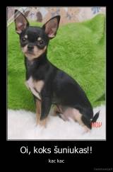 Oi, koks šuniukas!! - kac kac