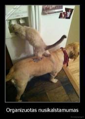 Organizuotas nusikalstamumas - 