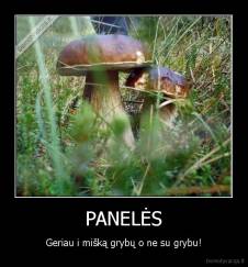 PANELĖS - Geriau i mišką grybų o ne su grybu!